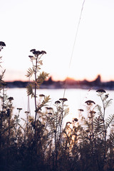 Fototapeta premium Flowers at sunset