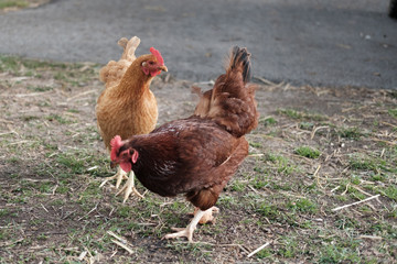 Free Range Chickens in Field - 183812683