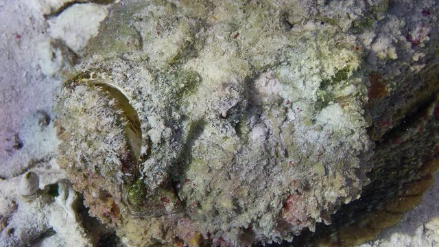 A well-camouflaged Reef stonefish Synanceia verrucosa sits on the seafloor, WAKATOBI, Indonesia,Slow smotion