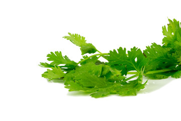 Coriander isolated on white background