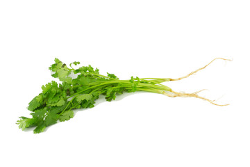 Coriander isolated on white background
