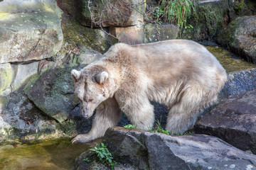 Braunbär natürlich