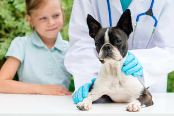 A veterinarian examining a little Boston Terrier dog in the presence of a young girl owner