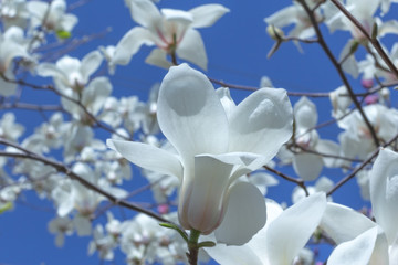 white magnolia flower