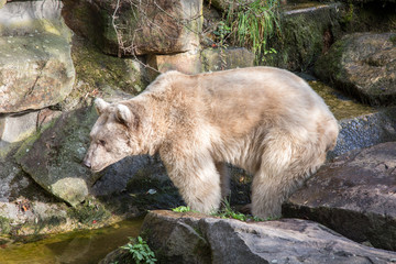 Braunbär natürlich