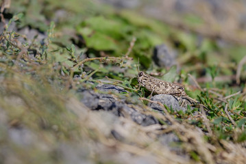 Grasshopper on stone in grass field 2