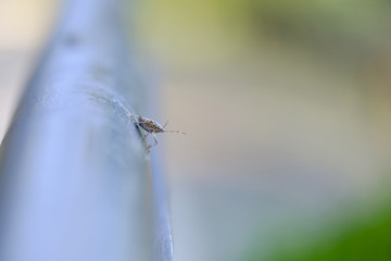 Small flying insect on railing in park 1