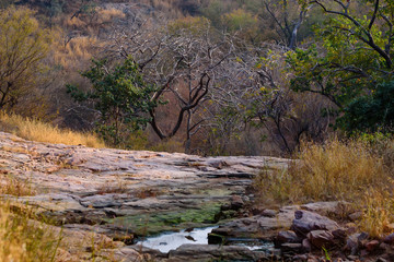 Landscape of Ranthambore, India. Dry forest