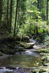 Горный ручей Украинских Карпат