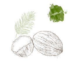 Coconut, half coconut and palm leaf on white background.  Hand drawn harvest sketch set.  Engraved drawing. Design elements for banner, cover, label, package, promote.