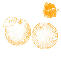 Two oranges with leaves.  Hand drawn harvest sketch set.  Engraved drawing. Design elements for banner, cover, label, package, promote.