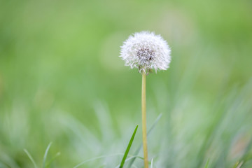 White dandelion head with grass background 3