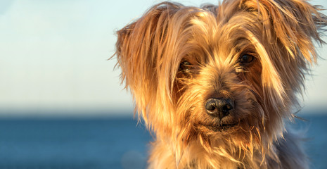 expressive close-up dog portrait with Copy space, blurred sea background. Doggy hairy ear, nose and snout, Yorkshire Terrier illuminated by warm sunset light.