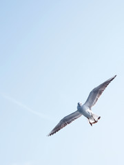 Flying seagull in the air