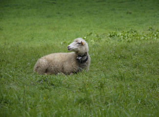 owca leży na zielonej trawie