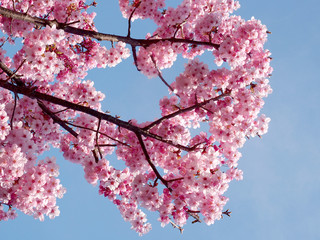 cherry blossom tree