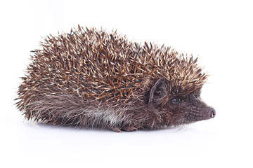 Hedgehog wild animal quill closeup on isolated white studio background. Cute.