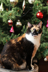 Calico Cat with Christmas tree.