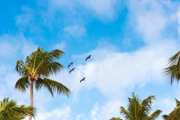 Obraz na płótnie Canvas A flock of birds in the blue sky in Punta Cana, La Altagracia, Dominican Republic. Copy space for text.