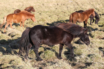 Naklejka na ściany i meble Icelandic horses on a grass field