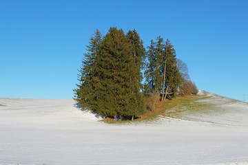 Baumgruppe in verschneiter Winterlandschaft, blauer Himmel, Voralpenland