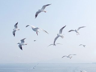 Flying seagull in the air