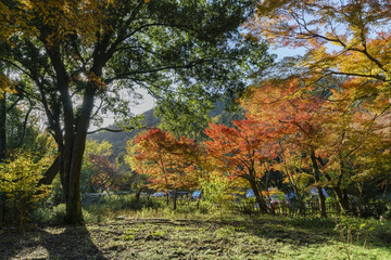Beautiful fall color and Bishamondo