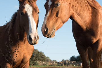 Two brown horses portrait