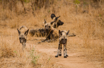 Naklejka na ściany i meble Afrikanische Wildhunde in der Savanne vom in Simbabwe, Südafrika