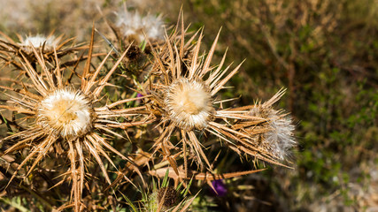 Dry thistle close-up in the field, Siurana, Catalunya, Spain. Close-up.