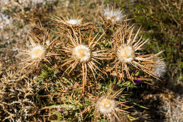 Dry thistle close-up in the field, Siurana, Catalunya, Spain. Close-up.