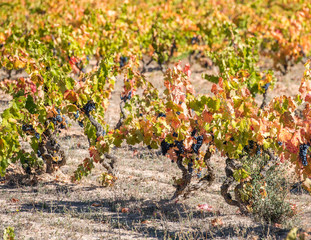 Ripe grapes in the garden, Siurana, Catalunya, Spain. Copy space for text.