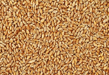 Wheat background, top view