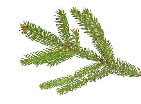 Green fir branch for christmas, isolated on white background
