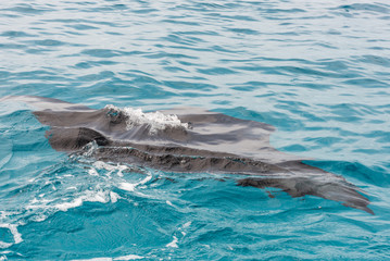 Naklejka premium Ramp on the surface of water, Male, Republic of Maldives. Close-up.