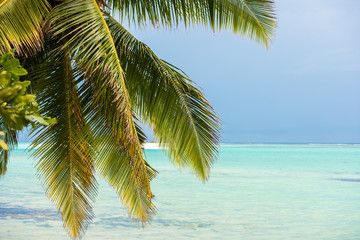 View of nice tropical beach with coconut palm tree, Maldives islands. Close-up.