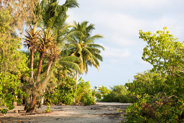 Fototapeta na wymiar View of nice tropical beach with coconut palm tree, Maldives islands. Copy space for text.