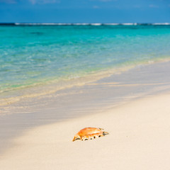 Fototapeta na wymiar Seashell on the sandy beach, Maldives, Indian Ocean. Copy space for text.