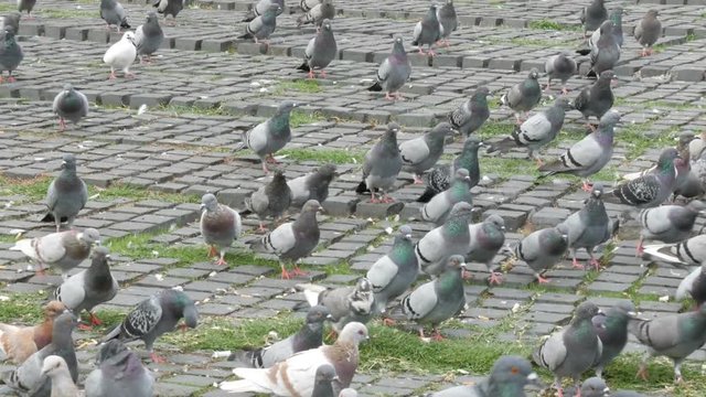 Large flock of pigeons in the city
