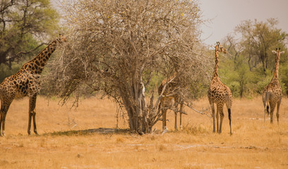 Giraffe in der Savanne vom in Simbabwe, Südafrika 