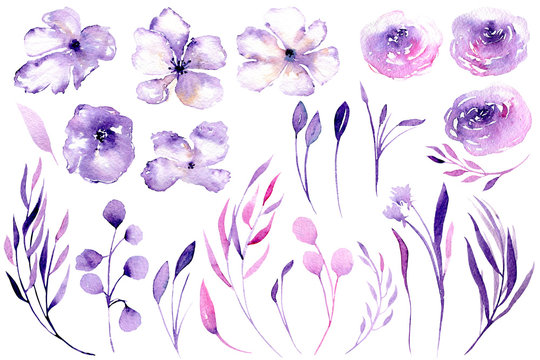 Set of watercolor purple roses, rhododendron flowers and branches, floral elements illustration, hand drawn isolated on a white background, for a greeting card, decoration of a wedding invitation