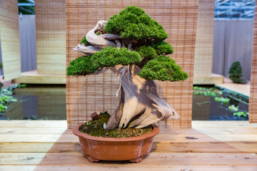 Plante miniature cultivée en bac selon les traditions japonaises du bonsaï