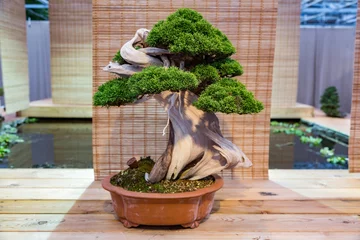 Acrylic prints Bonsai Miniature plant grown in a tray according to Japanese bonsai traditions  