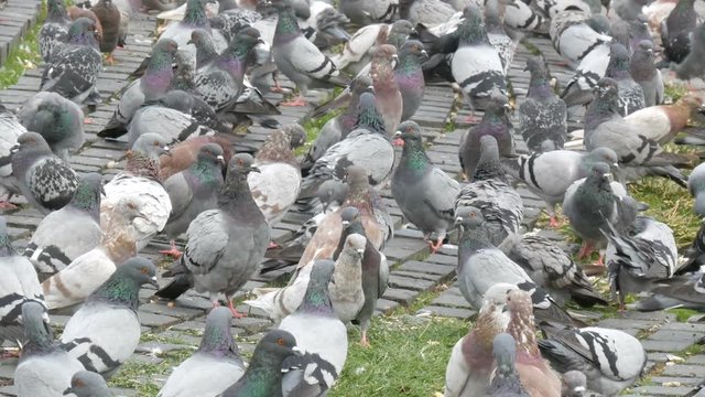 Flock of pigeons eating bread outdoors in city street.