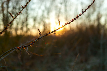 branch in the rays of the sunset