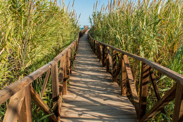 Obraz premium Wooden footbridge across the reeds