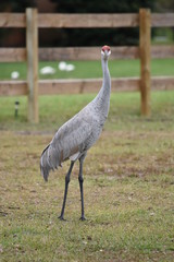Obraz premium Florida Sandhill Crane