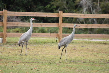 Naklejka premium Florida Sandhill Crane pair