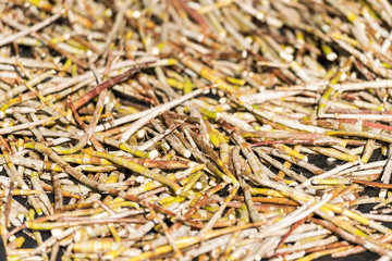 Texture. Roots of plants close-up on the local market in Luang Prabang, Laos.