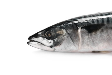 Atlantic mackerel (Scomber scombrus) fish isolated on white 